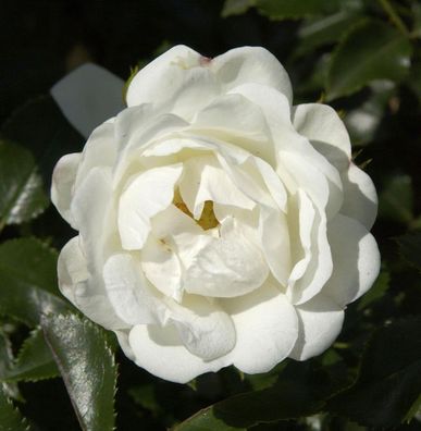 Hochstamm Rose Innocencia® 80-100cm