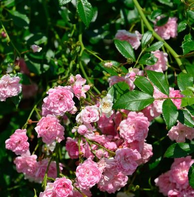 Hochstamm Rose The Fairy 80-100cm