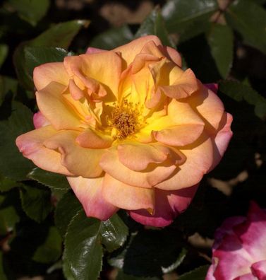 Hochstamm Rose Bellevue 80-100cm