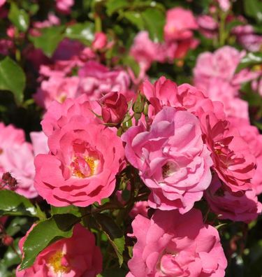 Hochstamm Rose Heidetraum® 80-100cm