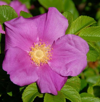 Apfelrose 40-60cm - Rosa rugosa