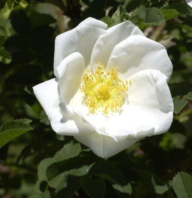 Pimpernell Rose 40-60cm - Rosa pimpinellifolia