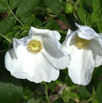weiße Apfelrose 40-60cm - Rosa rugosa alba