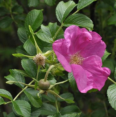 Apfelrose Rubra 40-60cm - Rosa rugosa rubra