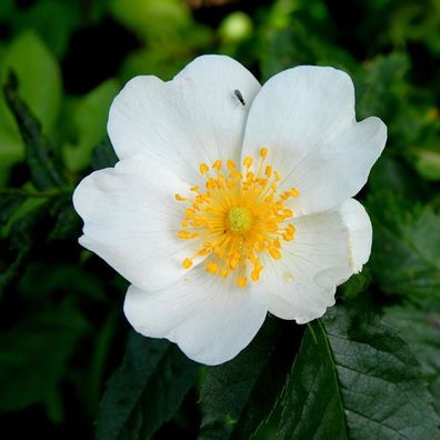 Hundsrose 40-60cm - Rosa canina