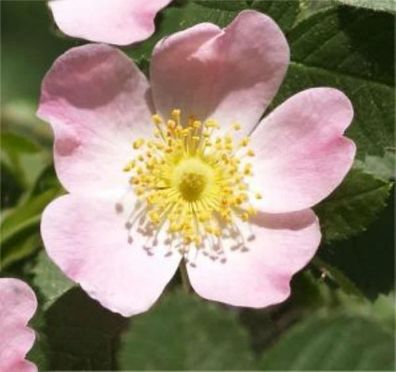 Schottische Zaunrose Weinrose 40-60cm - Rosa rubiginosa