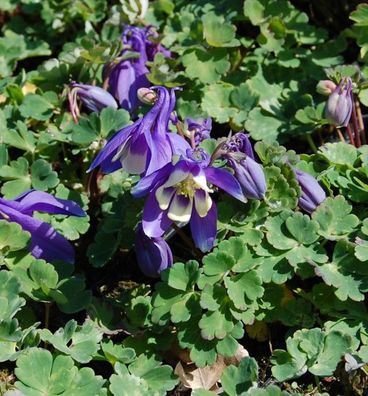 Garten-Akelei Winky Blau-Weiß - Aquilegia vularis