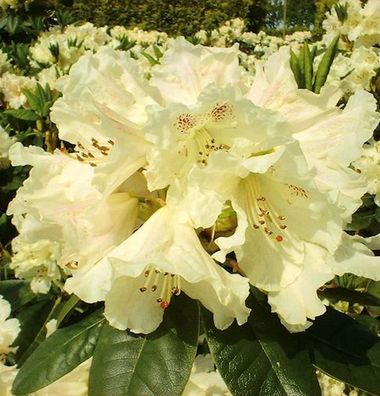 Inkarho - Großblumige Rhododendron Bellini 30-40cm - Alpenrose