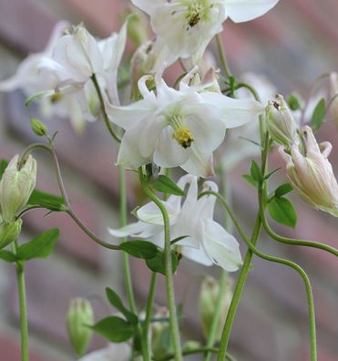 Akelei White Barlow - Aquilegia vulgaris