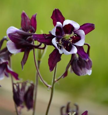 Akelei William Guiness - Aquilegia vulgaris