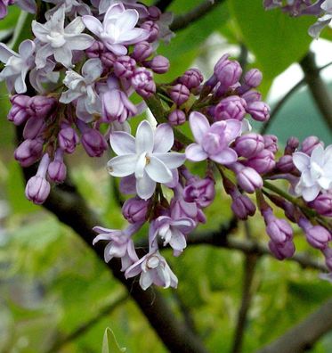 Edelflieder Boule Azuree - Kircher-Collection 30-40cm - Syringa vulgaris