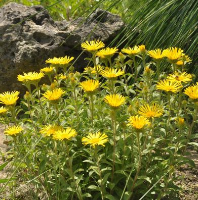 Behaarter Alant - Inula hirta