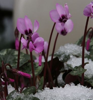 Herbst Alpenveilchen Rosenteppich - Cyclamen hederifolium