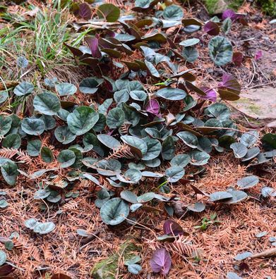 Frühlings Alpenveilchen Marianne - Cyclamen coum