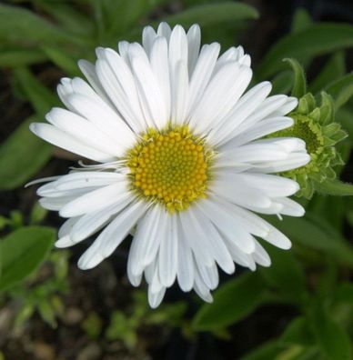 Alpenaster Albus - Aster alpinus