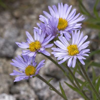 Alpenaster - Aster alpinus