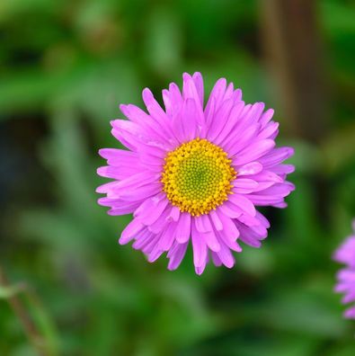 Kissenaster Alice Haslam - Aster alpinus
