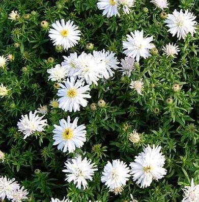 Kissenaster Apollo - Aster dumosus