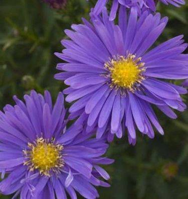 Kissenaster Augenweide - Aster dumosus