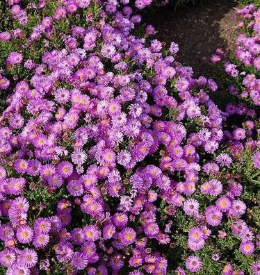 Kissenaster Heinz Richard - Aster dumosus