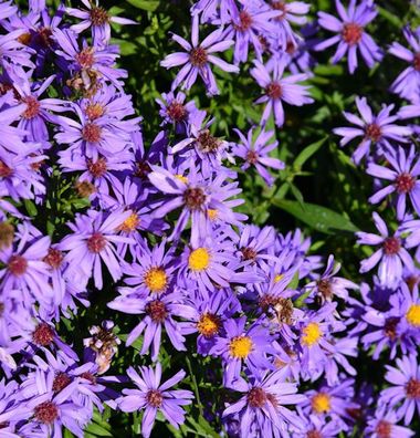 Kissenaster Herbstpurzel - Aster dumosus