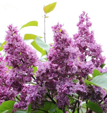 Edelflieder General Pershing 40-60cm - Syringa vulgaris