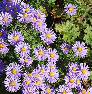 Kissenaster Professor A. Kippenberg - Aster dumosus