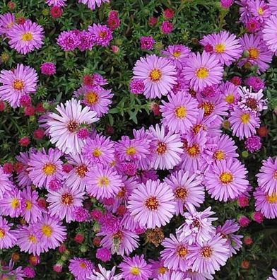 Kissenaster Rosenwichtel - Aster dumosus