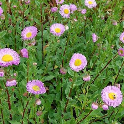 Feinstrahlaster Rosa Juwel - Erigeron Hybrid