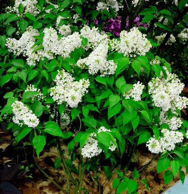 Edelflieder Sterntaler - Kircher-Collection 40-60cm - Syringa vulgaris