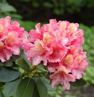 Inkarho - Rhododendron Lullaby 20-25cm - Rhododendron yakushimanum