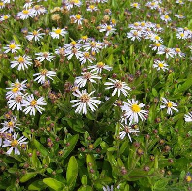 Herbstaster Adustus Nanus - Aster ageratoides
