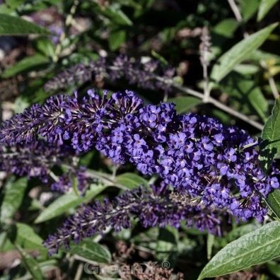 Zwerg Schmetterlingsstrauch Blue Chip Jr. 30-40cm - Buddleja