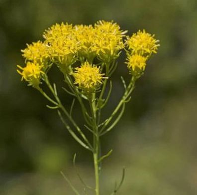 Goldhaaraster - Aster linosyris
