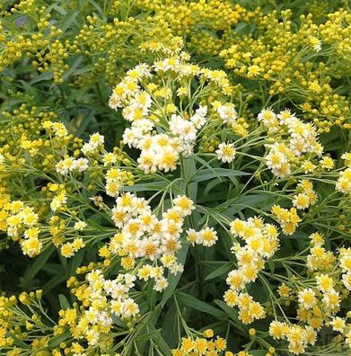 Goldruten Aster - Solidaster luteus