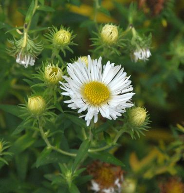 Wild Aster Starshine - Aster ageratoides