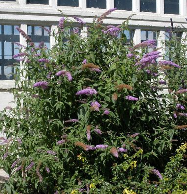 Sommerflieder Berries and Cream® 60-80cm - Buddleja