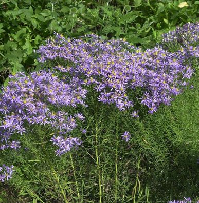 Niedrige Ödlandaster - Aster sedifolius Nanus