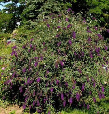 Sommerflieder Butterfly Tower 40-60cm - Buddleja
