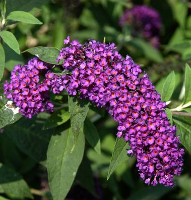 Sommerflieder Nanho Purple 60-80cm - Buddleja
