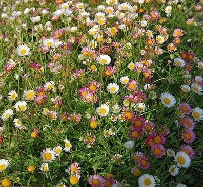 Spanisches Gänseblümchen Blütenmeer - Erigeron karvinskianus