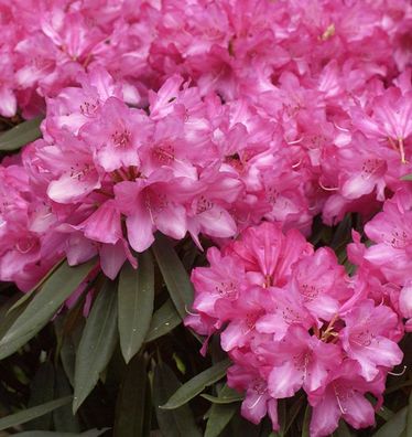 Inkarho - Großblumige Rhododendron Rosa Perle 25-30cm - Rhododendron makinoi