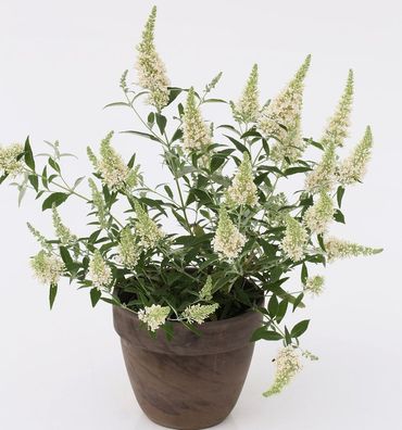 Sommerflieder Nanho White 60-80cm - Buddleja