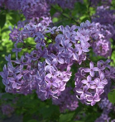 Königsflieder Heckenflieder 40-60cm - Syringa chinensis
