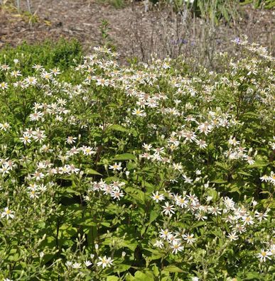Waldaster Eastern Star - Aster divaricatus