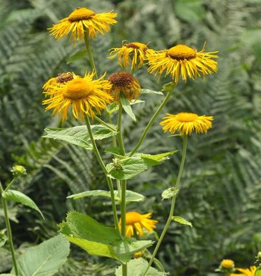 Großblumige Scheinaster - Telekia speciosa