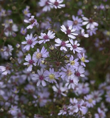 Schleieraster Blue Heaven - Aster cordifolius