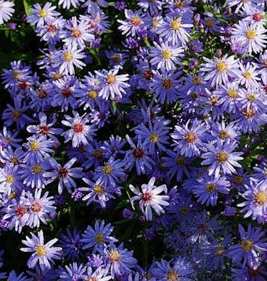 Schleieraster Little Carlow - Aster cordifolius
