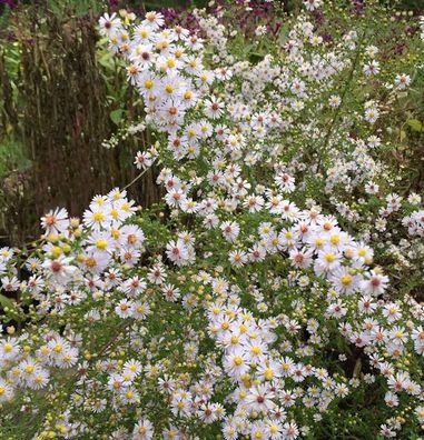 Myrtenaster Herbstmyrthe - Aster ericoides