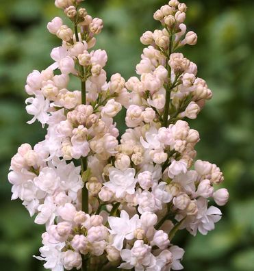 Edelflieder Schöne von Moskau - Kircher-Collection 60-80cm - Syringa vulgaris